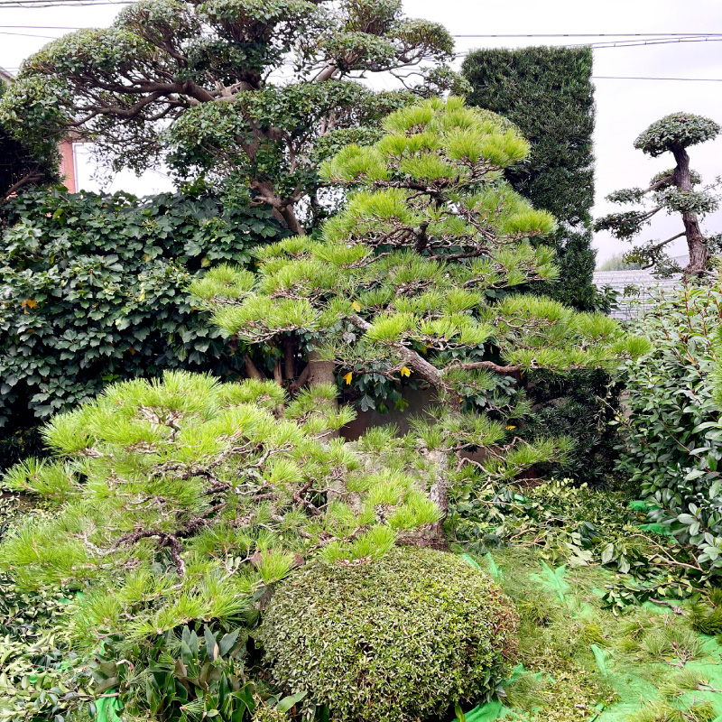 庭木管理
