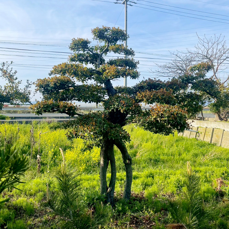 庭木管理