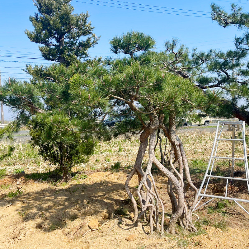根上り松